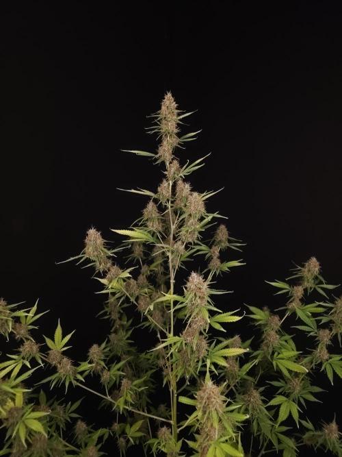 Vertigo Auto 2. Week 11