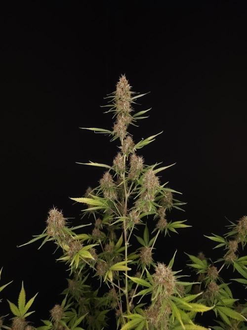 Vertigo Auto 2. Week 11