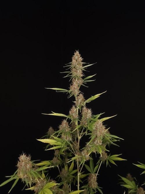 Vertigo Auto 2. Week 11