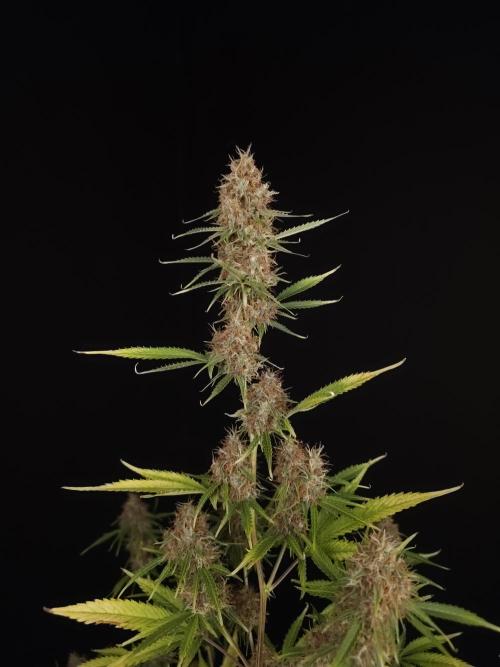 Vertigo Auto 2. Week 11