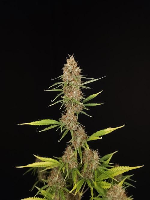 Vertigo Auto 2. Week 11