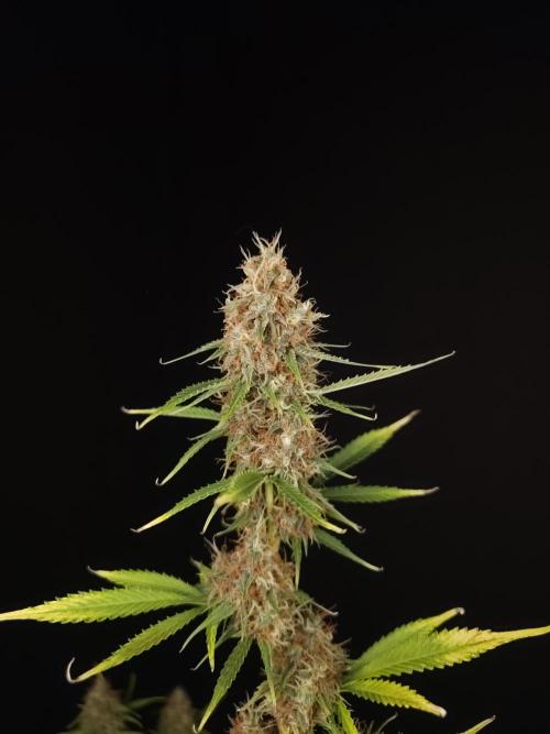 Vertigo Auto 2. Week 11