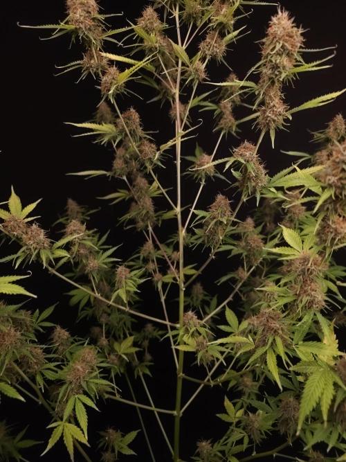 Vertigo Auto 2. Week 11