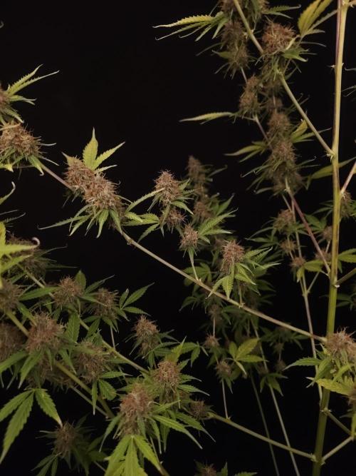 Vertigo Auto 2. Week 11