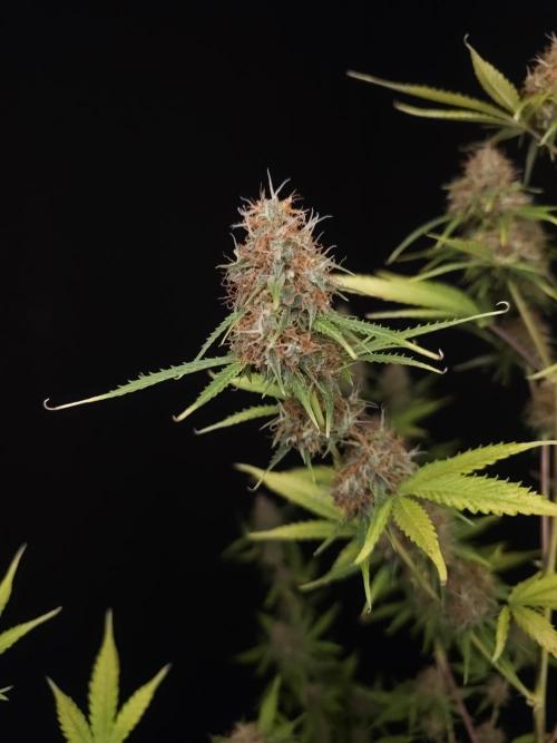 Vertigo Auto 2. Week 11