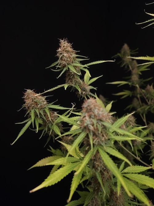 Vertigo Auto 2. Week 11