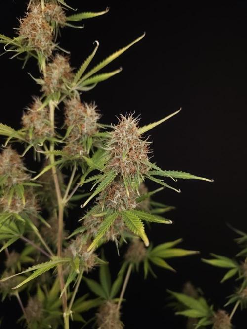 Vertigo Auto 2. Week 11