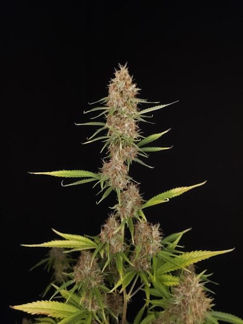 Vertigo Auto 2. Week 11