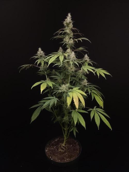 Test 50151  (1). Week 11