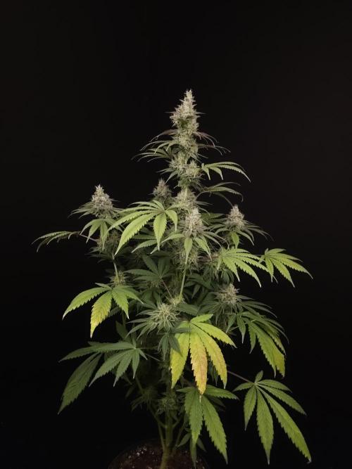 Test 50151  (1). Week 11