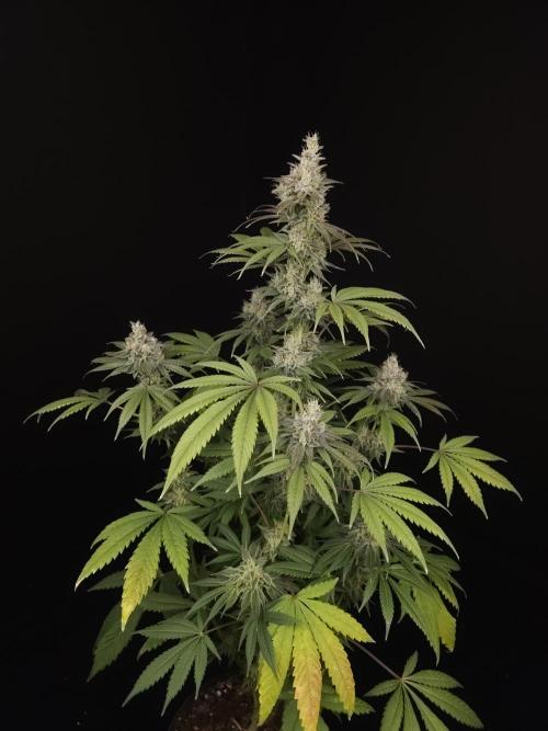 Test 50151  (1). Week 11