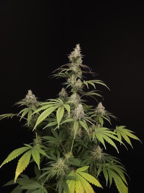 Test 50151  (1). Week 11