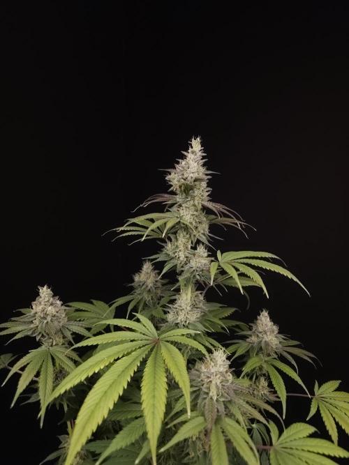 Test 50151  (1). Week 11