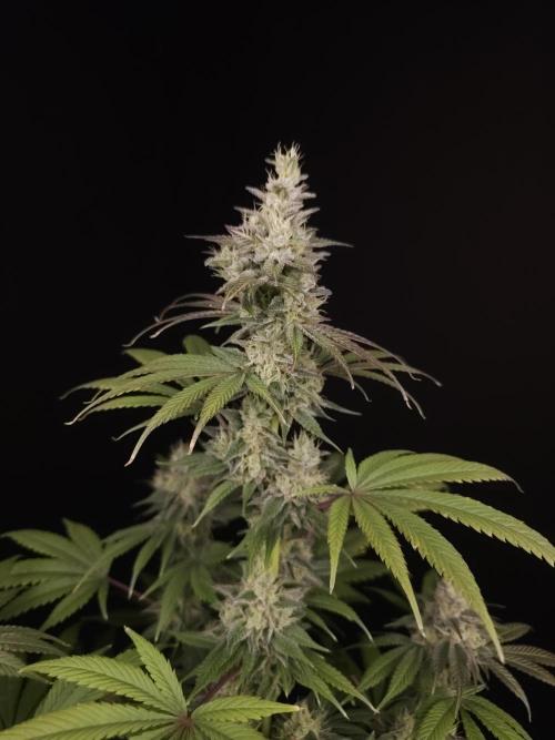 Test 50151  (1). Week 11