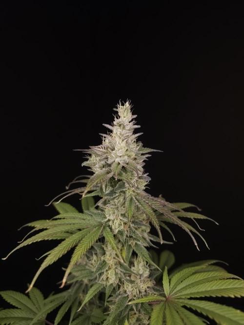 Test 50151  (1). Week 11