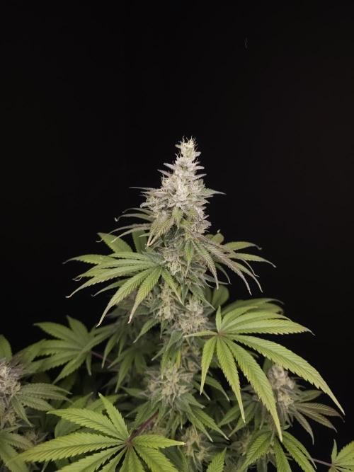 Test 50151  (1). Week 11