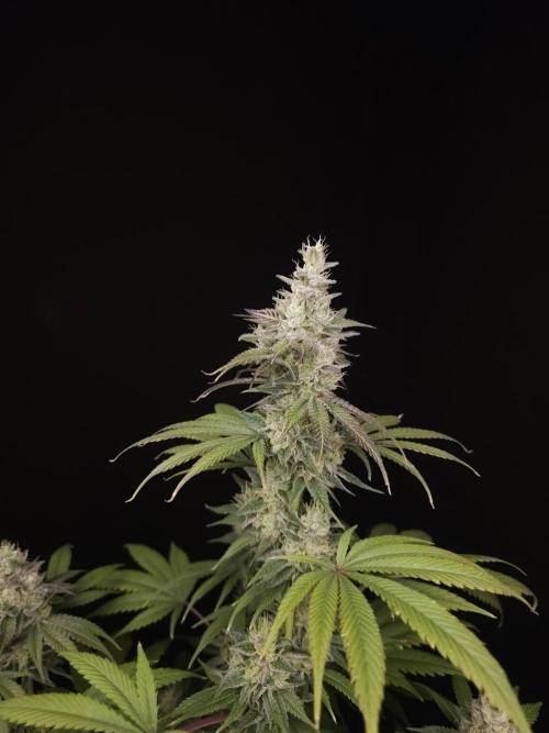 Test 50151  (1). Week 11