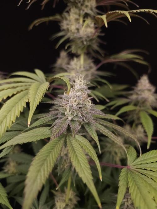 Test 50151  (1). Week 11