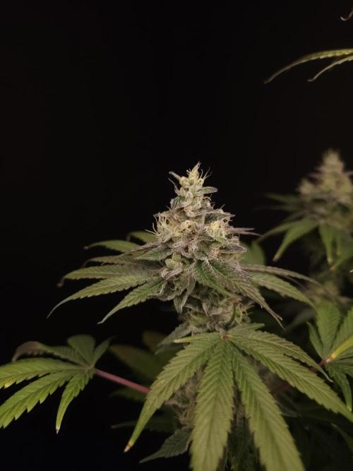 Test 50151  (1). Week 11