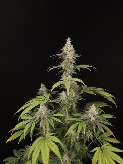 Test 50151  (1). Week 11