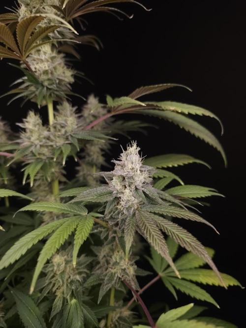 Test 50151  (1). Week 11