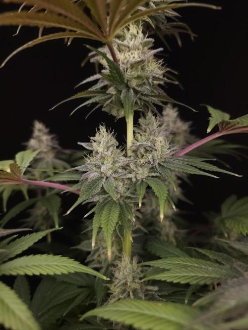 Test 50151  (1). Week 11