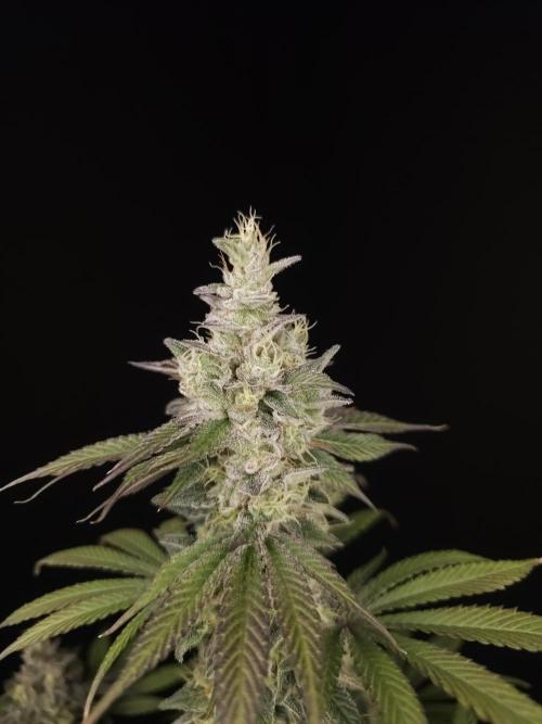 Test 50151  (1). Week 11