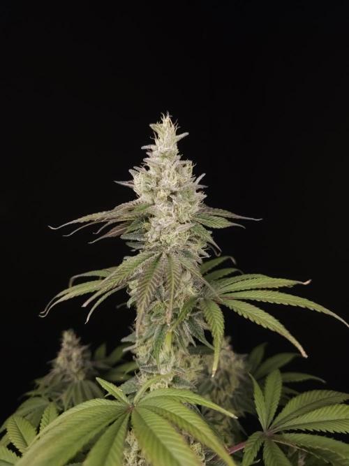 Test 50151  (1). Week 11