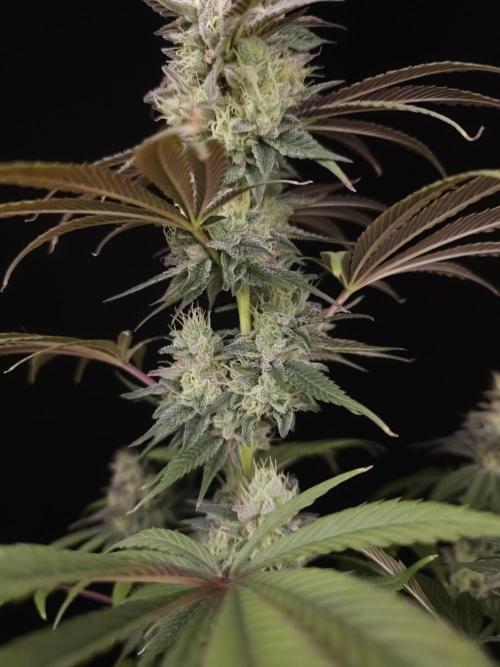 Test 50151  (1). Week 11