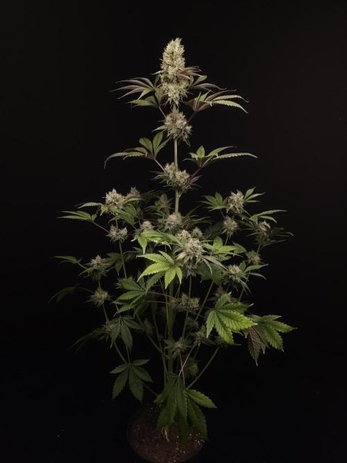 Test 50151 (2). Week 11