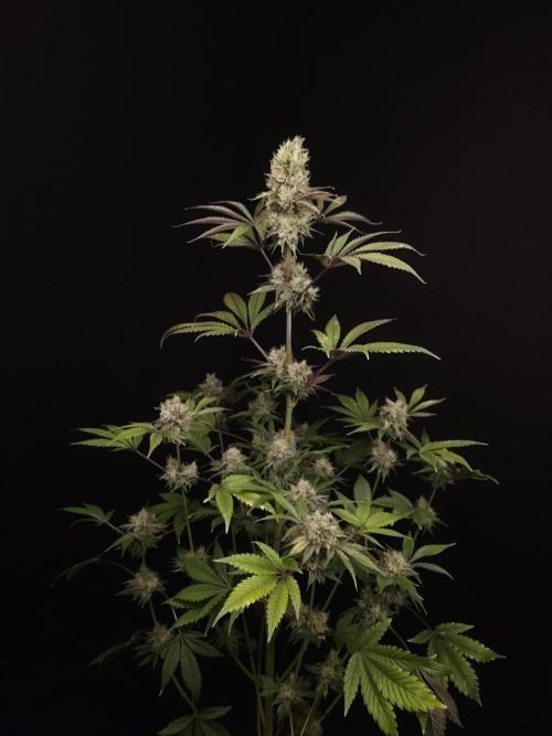 Test 50151 (2). Week 11