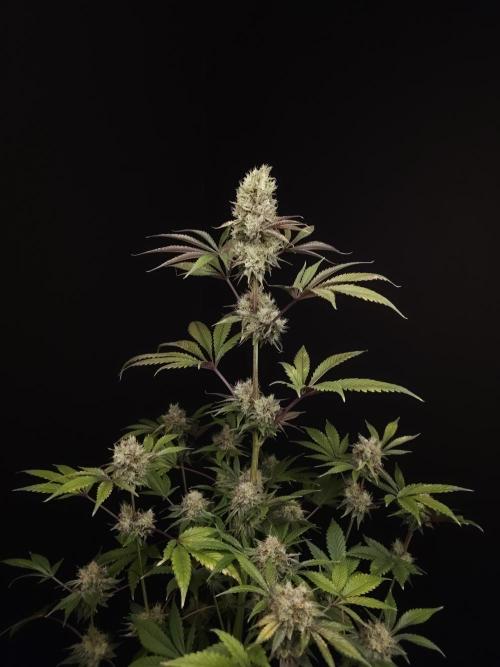 Test 50151 (2). Week 11