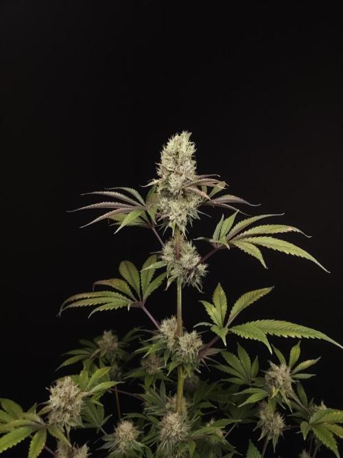 Test 50151 (2). Week 11