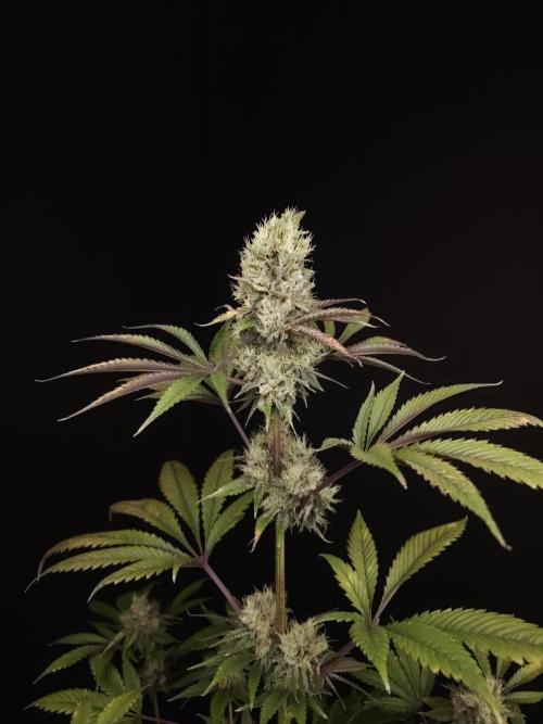 Test 50151 (2). Week 11