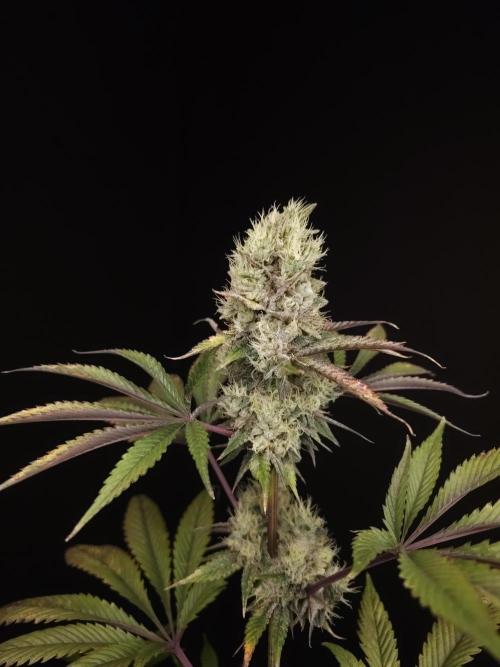 Test 50151 (2). Week 11