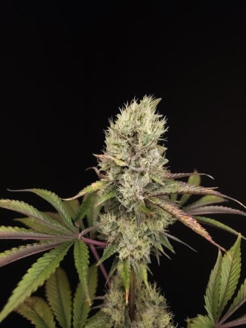 Test 50151 (2). Week 11