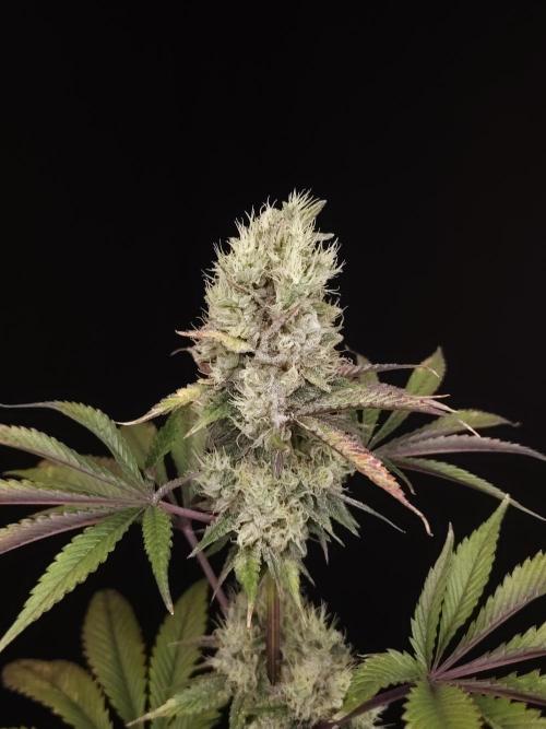 Test 50151 (2). Week 11