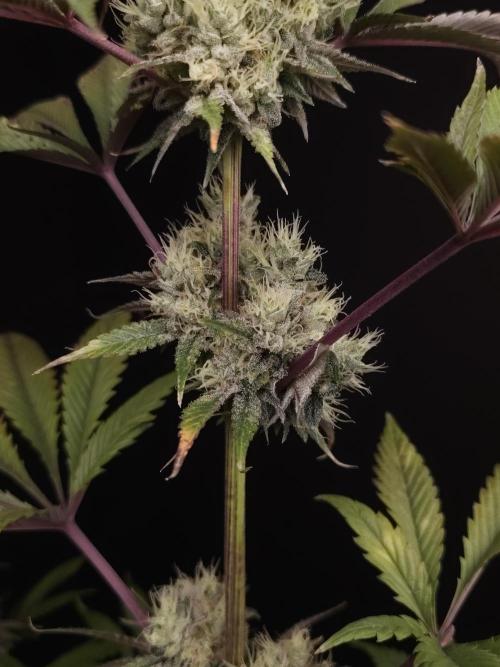 Test 50151 (2). Week 11