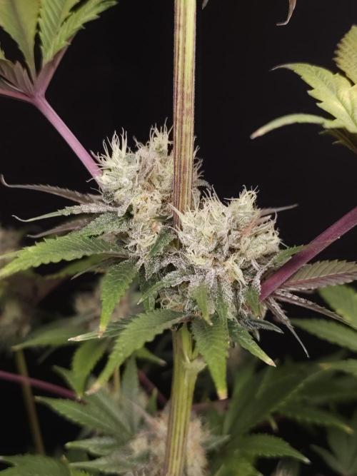 Test 50151 (2). Week 11