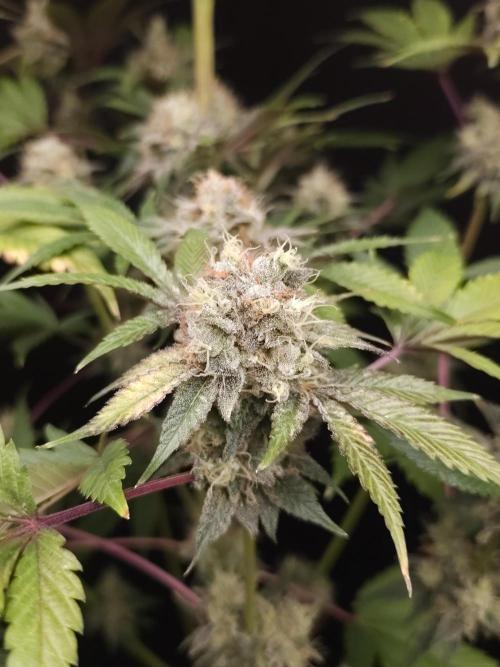 Test 50151 (2). Week 11