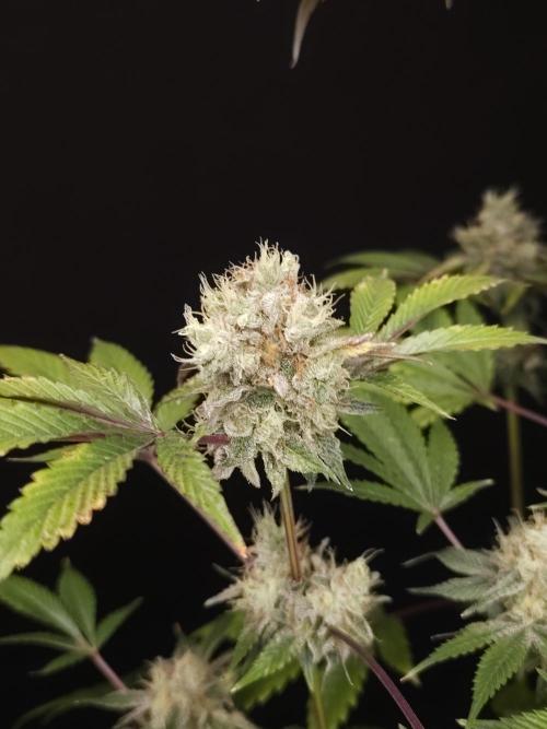 Test 50151 (2). Week 11