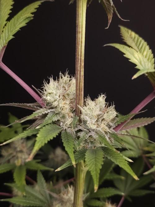 Test 50151 (2). Week 11