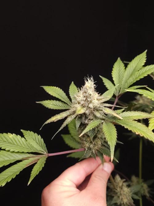 Test 50151 (2). Week 11