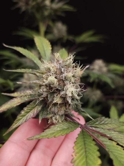 Test 50151 (2). Week 11