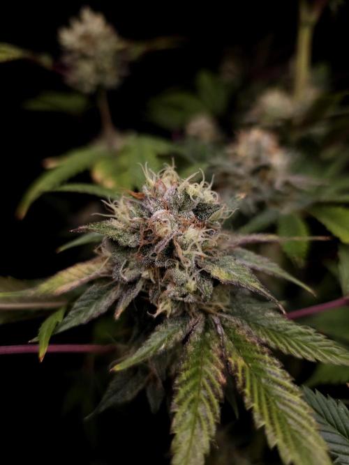 Test 50151 (2). Week 11