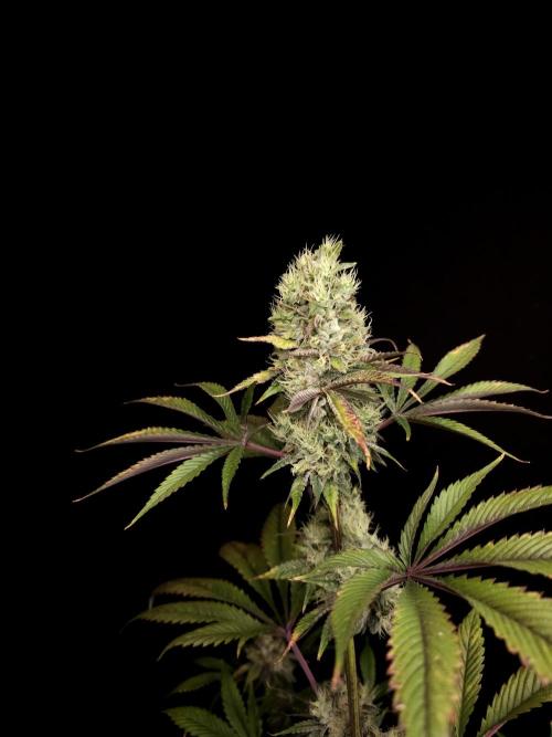 Test 50151 (2). Week 11