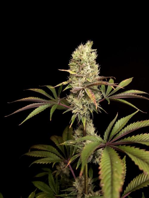 Test 50151 (2). Week 11