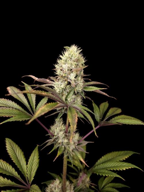 Test 50151 (2). Week 11