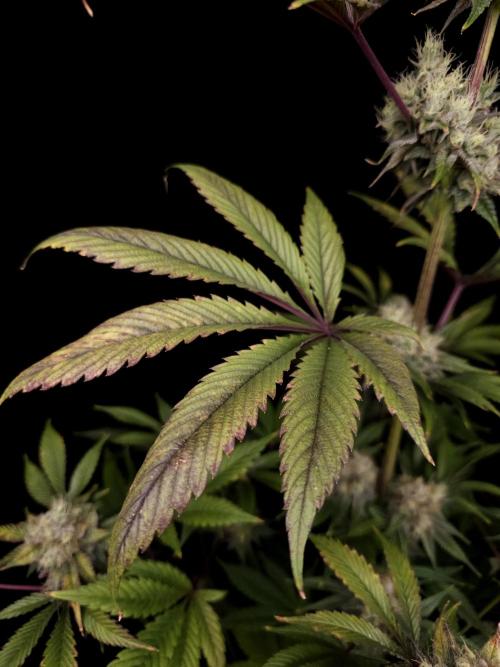 Test 50151 (2). Week 11