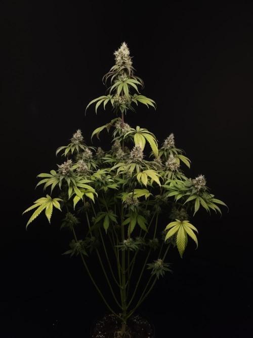 Test 101100  (1). Week 11